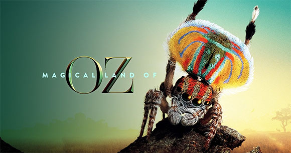 land of oz