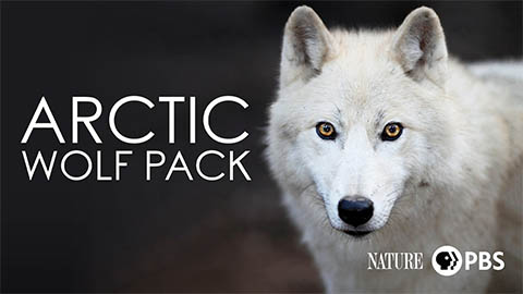 arctic wolf pack