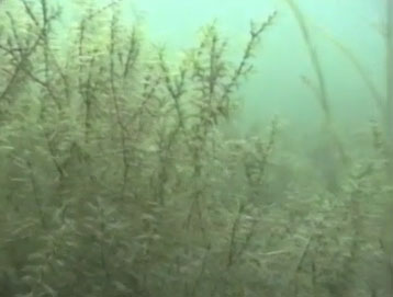 submerged aquatic vegetation 
