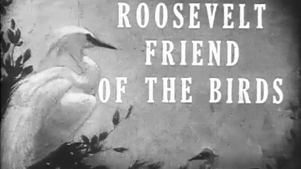  title screen from vintage black and white film with “Roosevelt Friend of the Birds” over a painted image of a white bird
