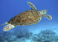 sea turtle