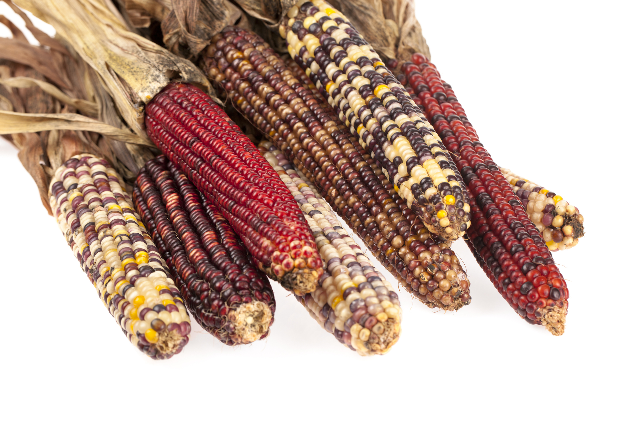 photograph of colorful corn