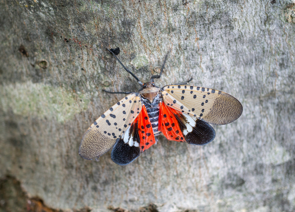 tan, red, white and black spotted insect on smooth tree bark