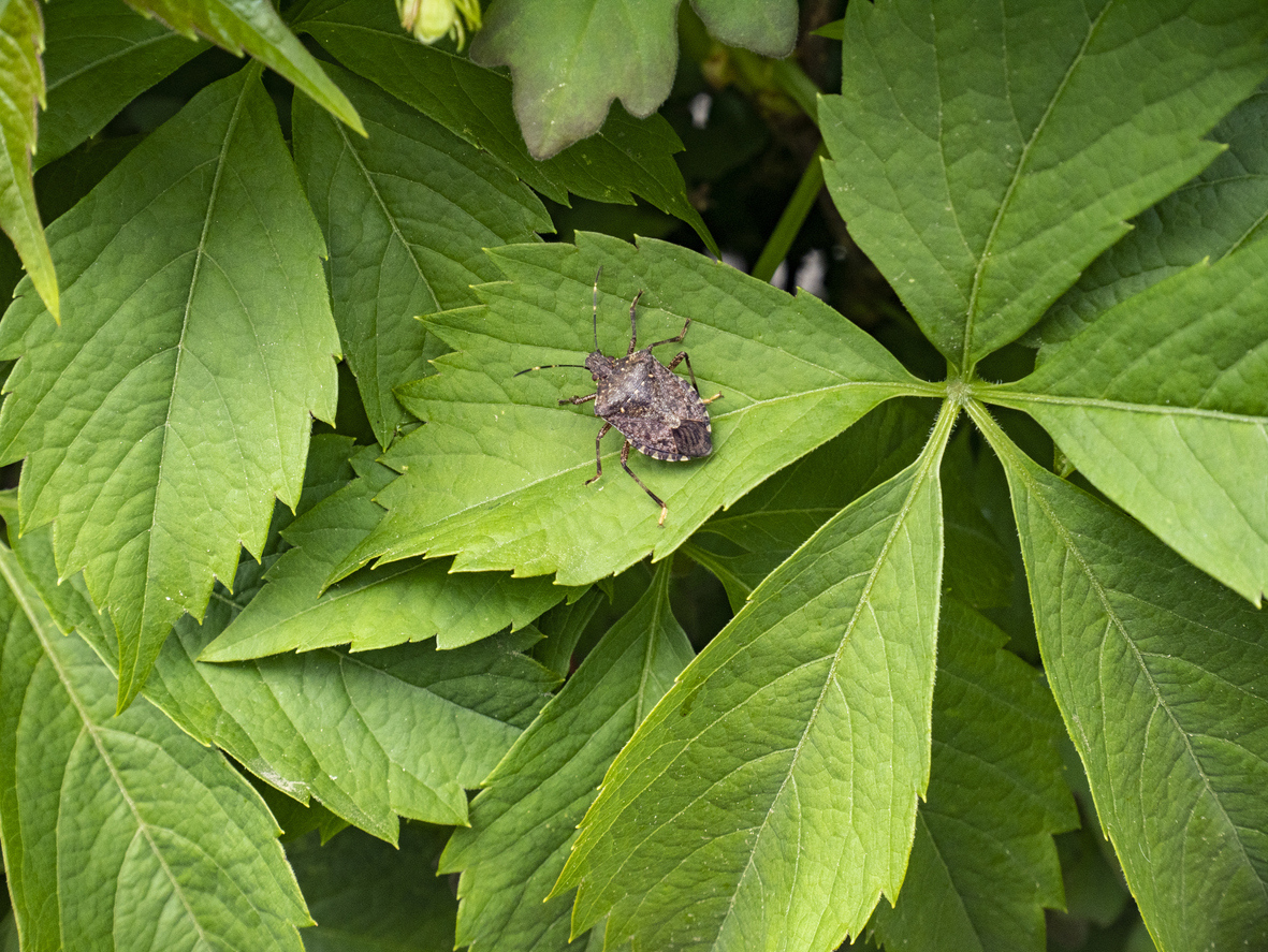 grayish brown insect with a back shaped like a shield