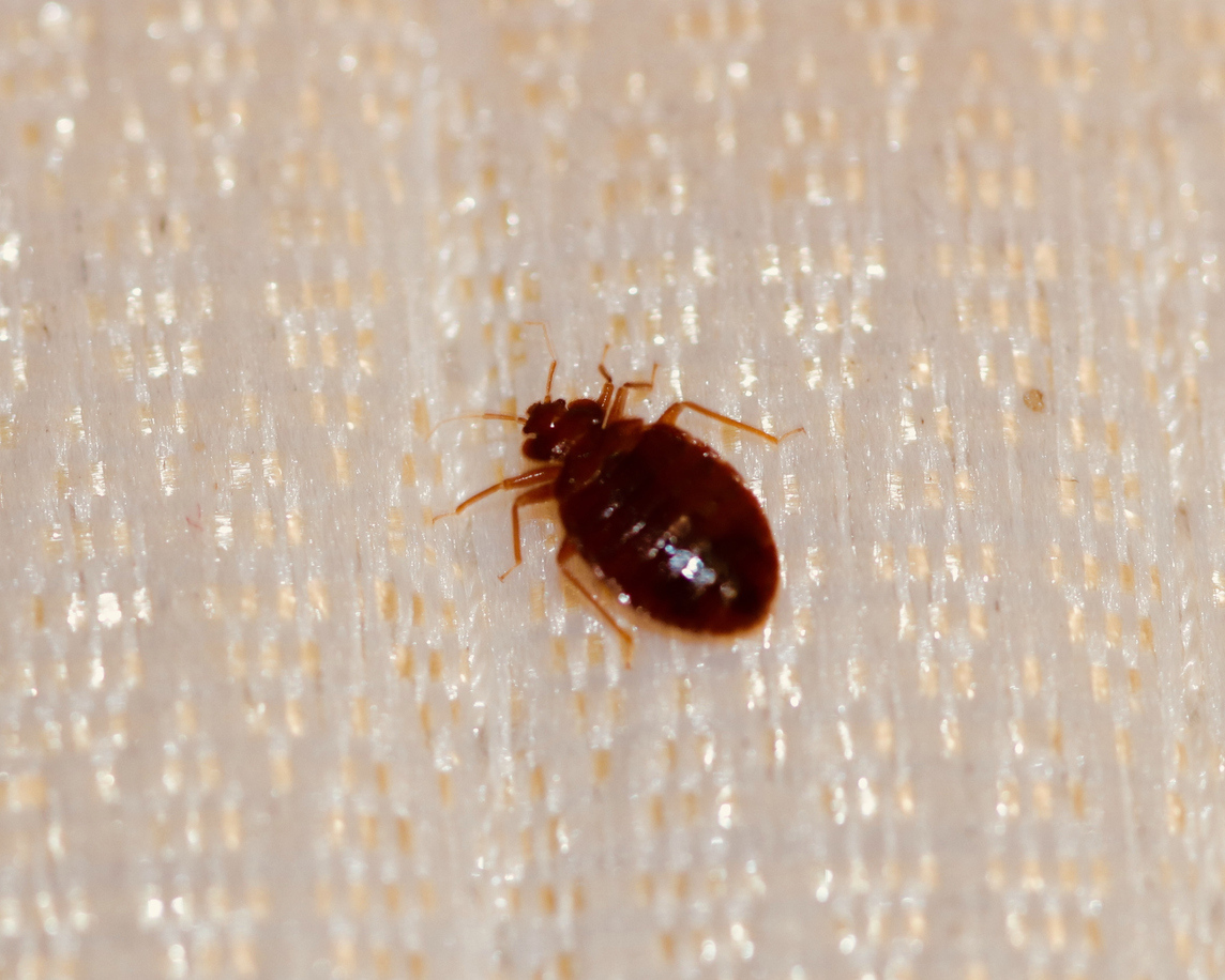 small reddish brown insect with a small head and larger body