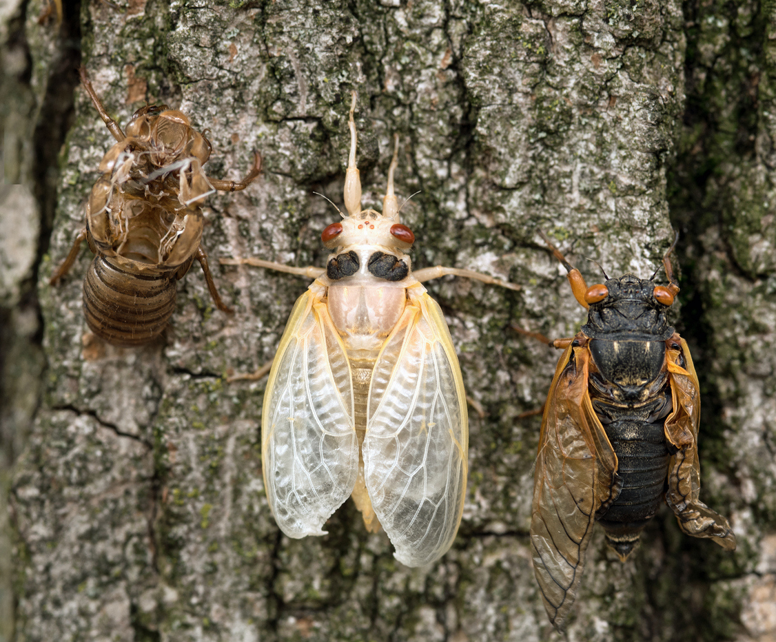 white insect with red eyes, on tree bark