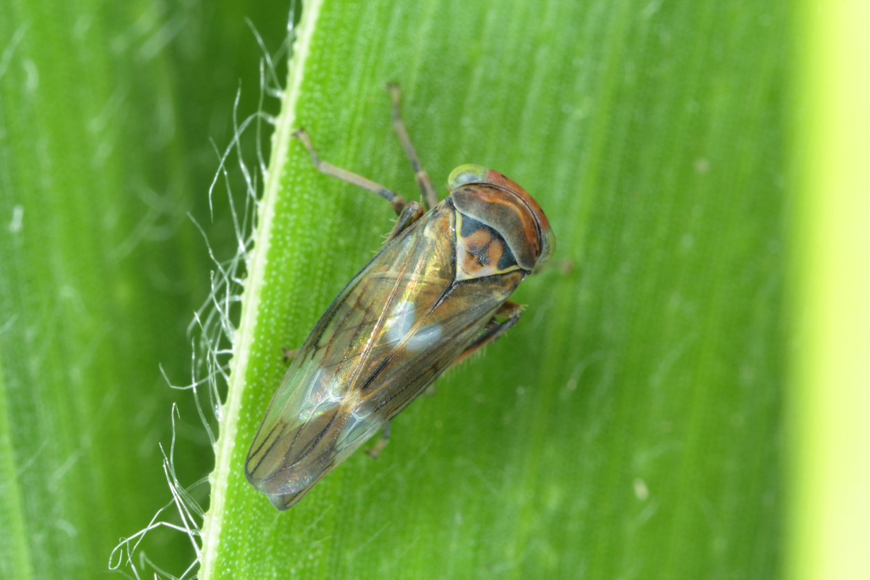 large winged insect with orange and black on the head