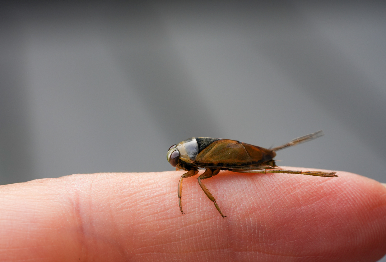brown flat insect with back legs sticking out
