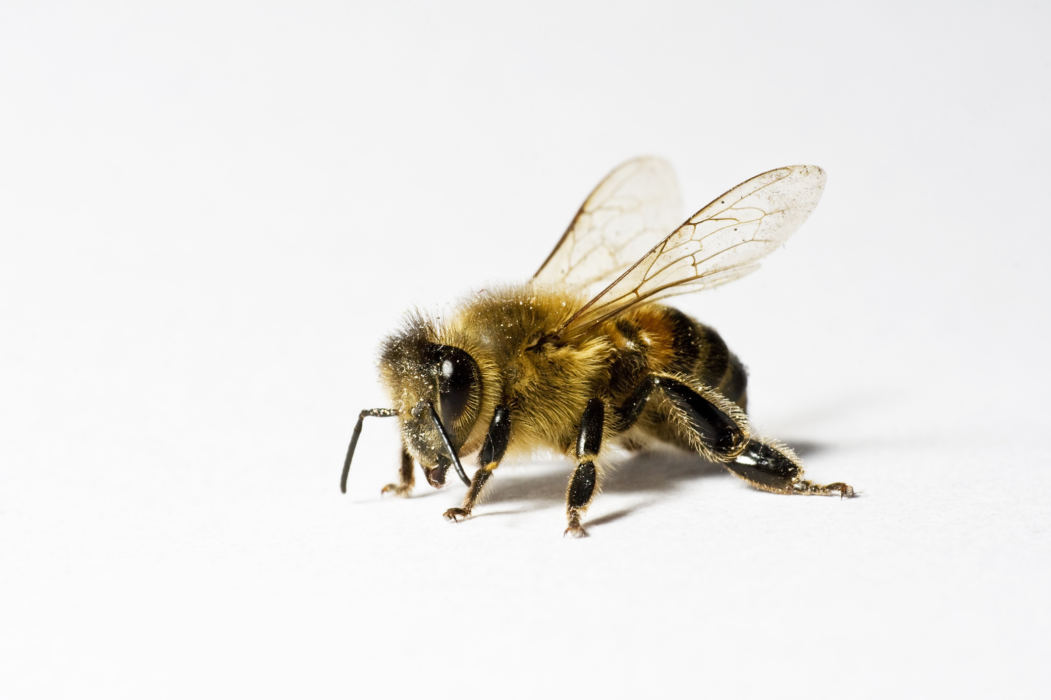 A honey bee is shown with pollen on its head.