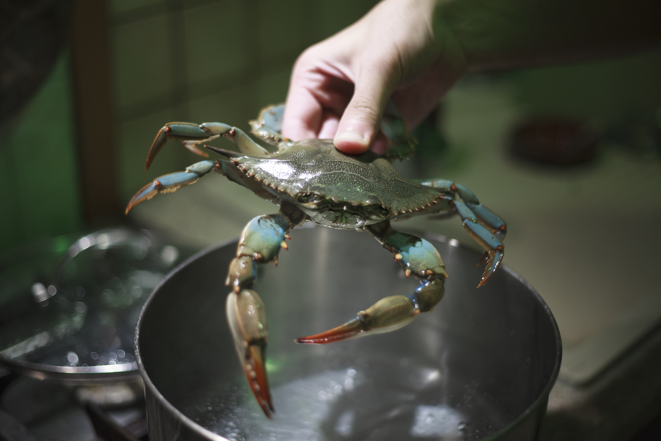A blue crab is placed in a boiling pot of water.